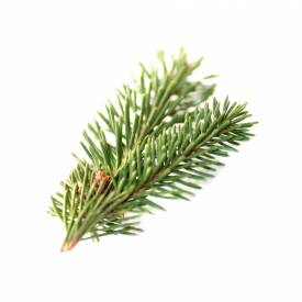 Spruce (Hemlock) essential oil